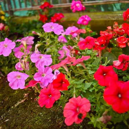 Alla Rosa לינה וארוחת בוקר *